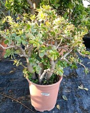  Pianta Di Albero Di Giada