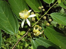 5 SEMI DI GREWIA OPTIVA+