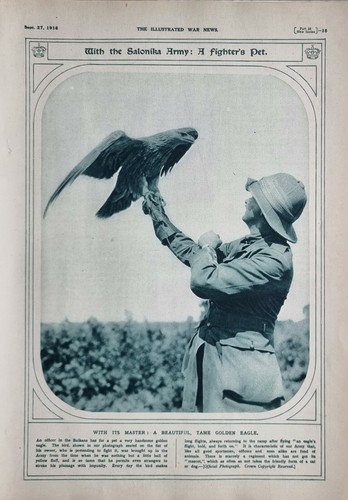 1916 wwi ww1 stampa - 1916, aquila