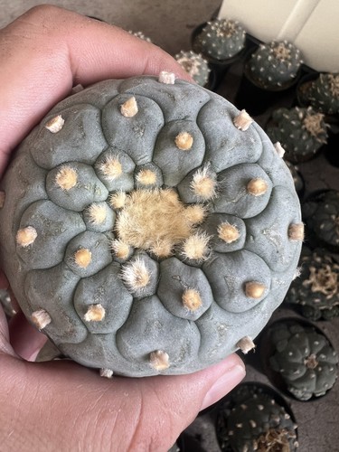 1pz 2cm copiapoa - 1pz,