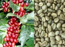 15 semi pianta del caffè