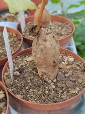 Ampelocissus sp piante grasse