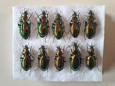 10 Chrysocarabus splendens