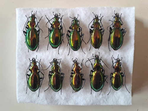 Chrysocarabus splendens - 10,