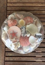 Cesto di conchiglie vere e