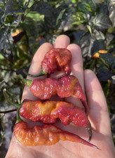 10 semi di peperoncino Carolina Reaper x Pink Tiger Purple + guida + omaggio
