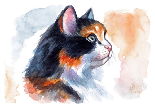 Acquerello gatto calico