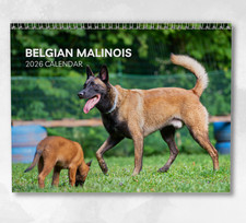 Calendario belga Malinois 2026: calendario mensile da parete con note, si apre su A3