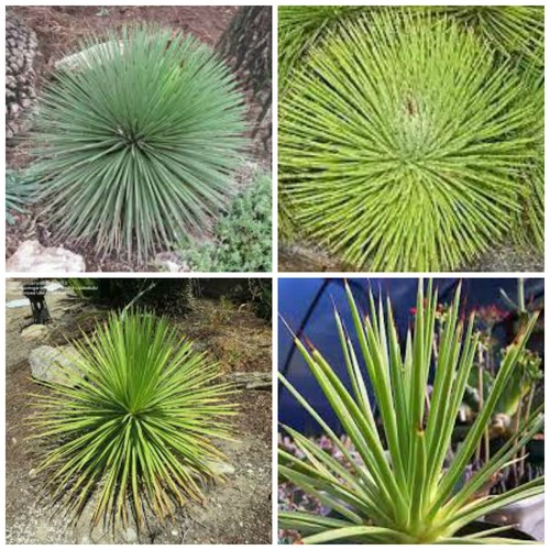 Semi agave stricta var - 50, di