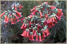 Kalanchoe daigremontiana (