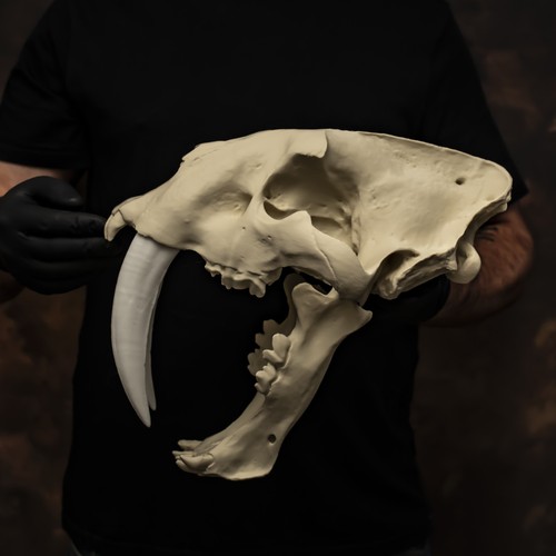 Sabertooth cat skull life - sabertooth,