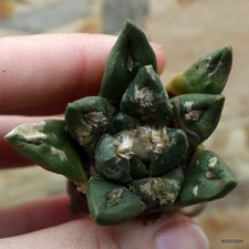 K071 ARIOCARPUS special price