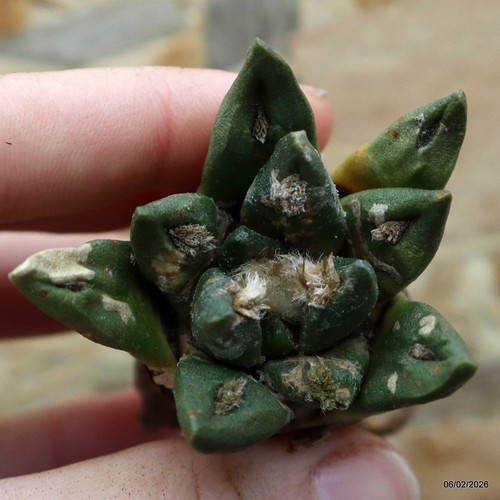 K071 ariocarpus special price - special,