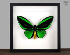 vera farfalla Ornithoptera