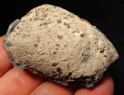 Jurassic ichthyosaur coprolite