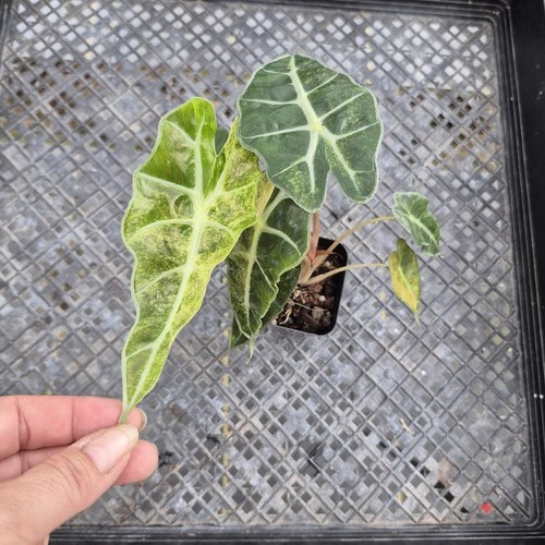 Alocasia polly aurea