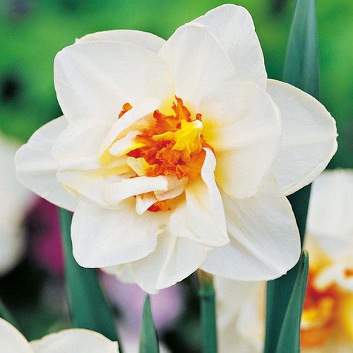 Narcisi bulbi fiori cipolle - fiori,