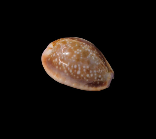 Conchiglia shell cypraea - shell,