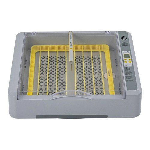 Rutilated chicken breeding - chicken,