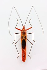 Entomology Taxidermy : Lohita Grandis 57mm+/-, A1