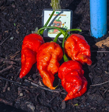 Semi di pepe Big Red Mama -