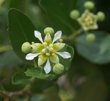 Quillaja saponaria 50 - quillaja, (50
