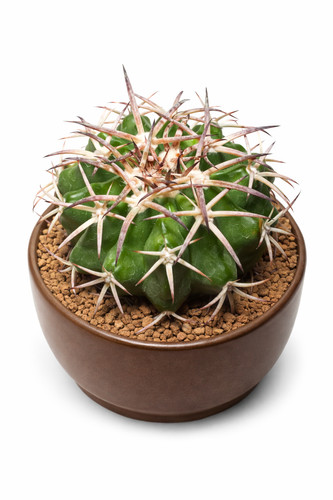 Discocactus hu603 seeds - sp.,