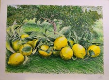FRANCO AZZINARI-Litografia "Limoni di Sicilia" (Acitrezza)