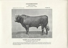 Stampa antica TORO di razza