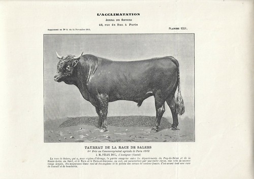 Stampa antica toro razza - antica, di