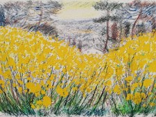 MICHELE CASCELLA: Rara