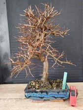 bonsai  olmo cinese   h 39 cm