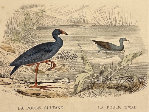 Sultano 1852 antica