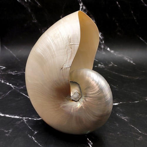 Conchiglia nautilus perlata - nautilus,