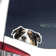 Adesivo auto pastore