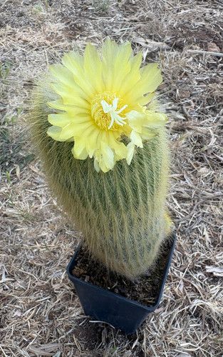 Notocactus leninghausii - leninghausii,
