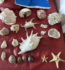 Collezione di 261 conchiglie e coralli