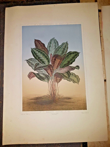 Maranta veitchii litho fin - maranta, xix