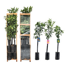 N°9 Piante di agrumi in