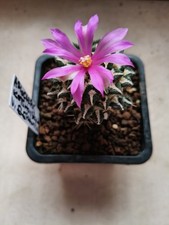 Ariocarpus kotschoubeyanus var. elefantidi (rari)