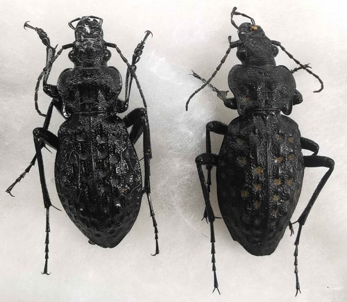 Carabidae carabus hygrocarabus - carabidae,