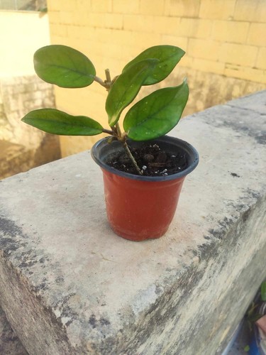 Hoya carnosa wax plant - hoya,
