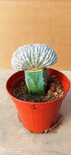 Astrophytum Miriostigma Cv