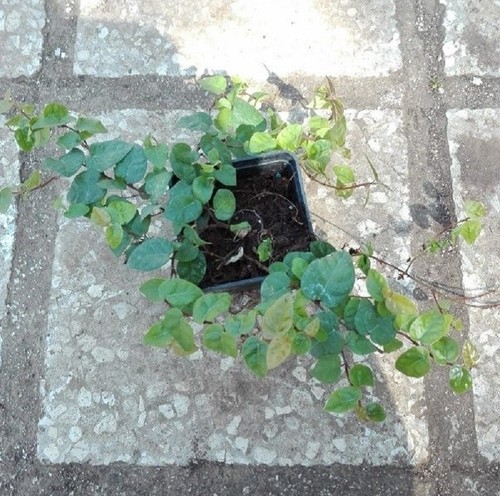40pz pianta ficus repens - pianta,