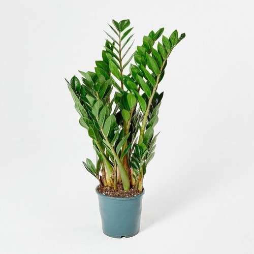 Zamioculcas zamiifolia pianta - zamioculcas,