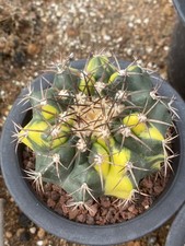Pianta succulenta Discocactus ferricola coltivazione di semi variegati WYSIWYG 10#