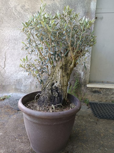 Ulivo bonsai vaso olivo - bonsai,