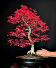 BONSAI DI ACERO ROSSO