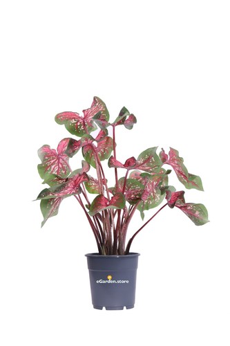 Pianta vera caladio - vera, di
