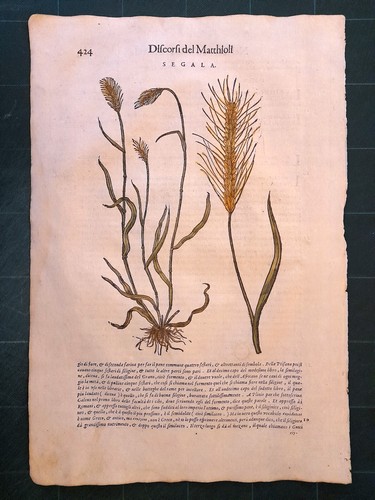 Mattioli matthioli erbario - mattioli, a